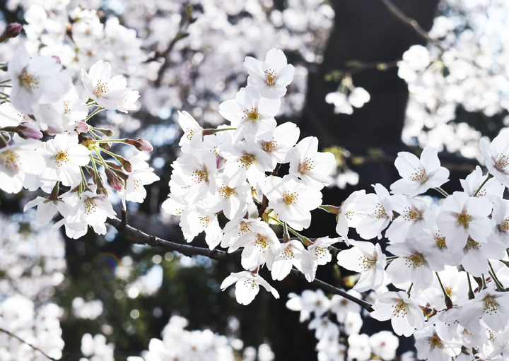 千鳥ヶ淵の桜情報