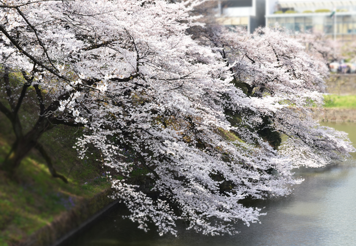 千鳥ヶ淵の桜情報