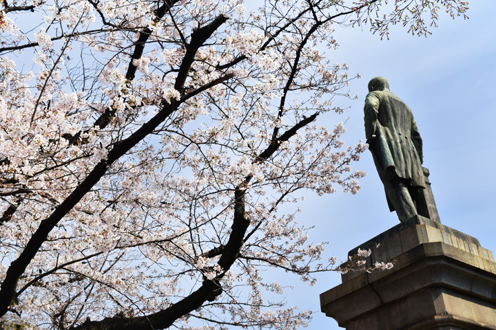 千鳥ヶ淵の桜情報