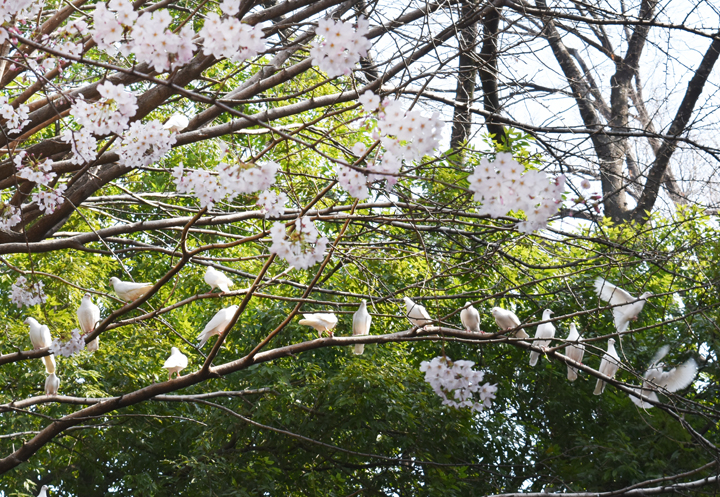 千鳥ヶ淵の桜情報