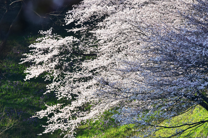 千鳥ヶ淵の桜情報