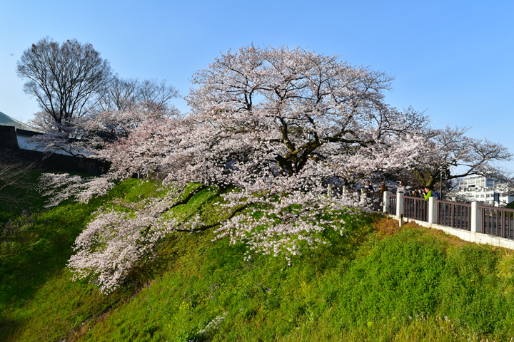 千鳥ヶ淵の桜情報