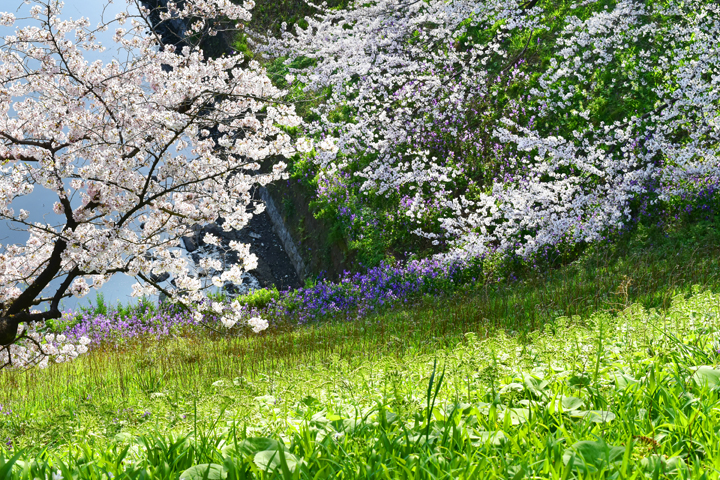 千鳥ヶ淵の桜情報