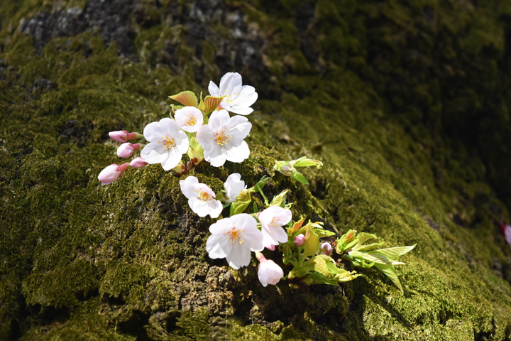 千鳥ヶ淵の桜情報