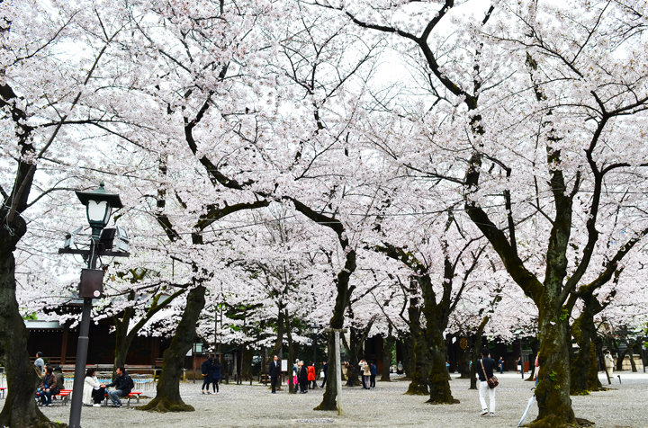 千鳥ヶ淵の桜情報