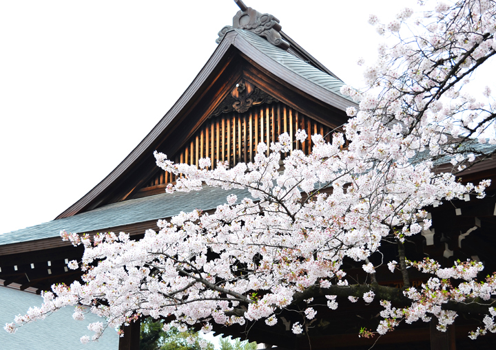 千鳥ヶ淵の桜情報