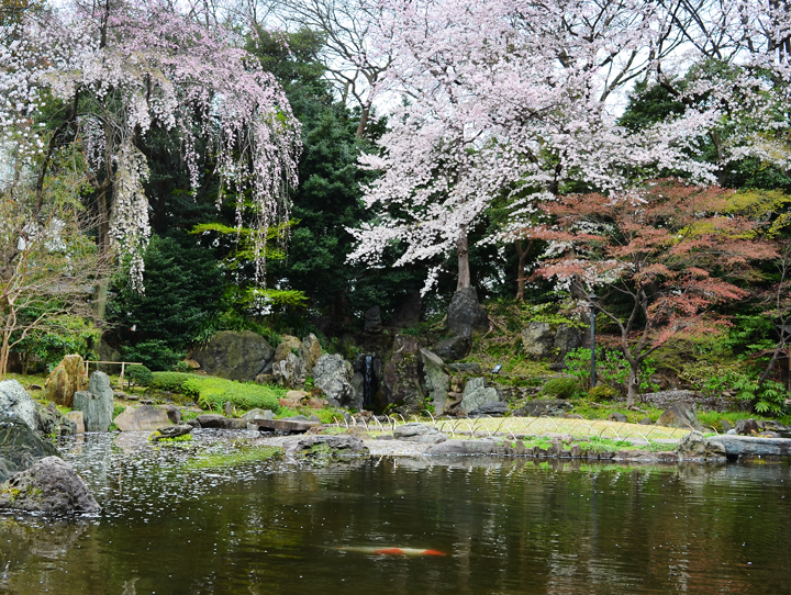 千鳥ヶ淵の桜情報