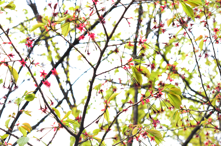 千鳥ヶ淵の桜情報