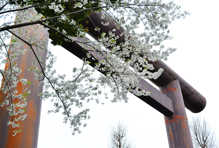 千鳥ヶ淵の桜情報