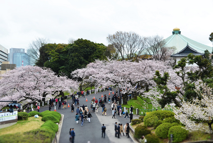 千鳥ヶ淵の桜情報