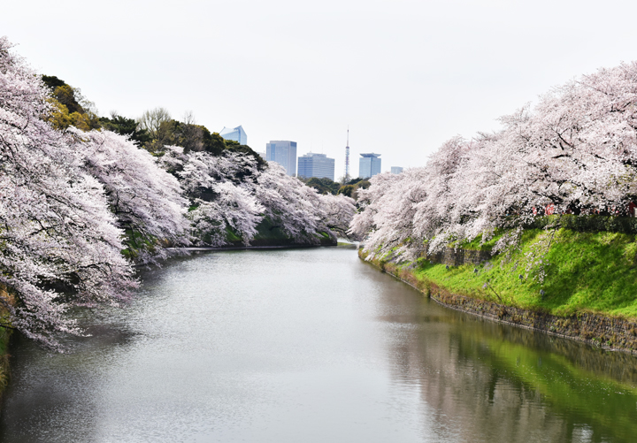 千鳥ヶ淵の桜情報