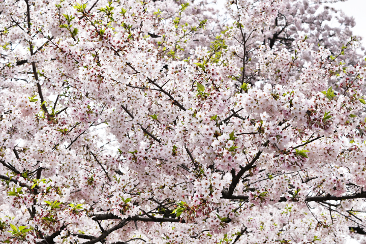 千鳥ヶ淵の桜情報