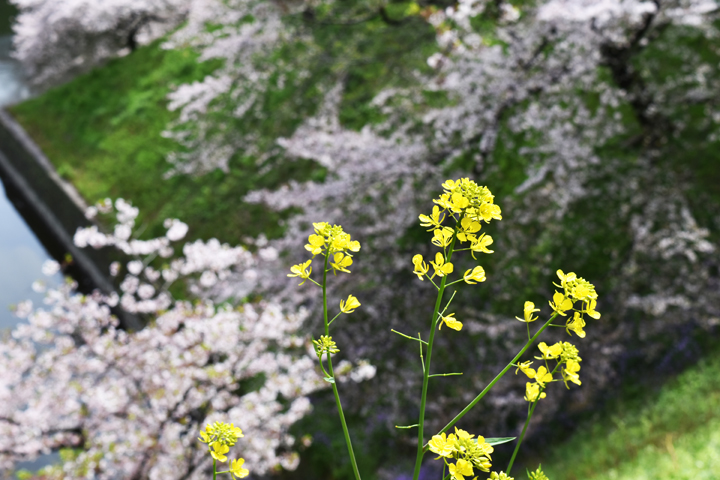 千鳥ヶ淵の桜情報