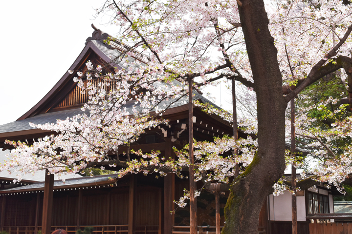 千鳥ヶ淵の桜情報