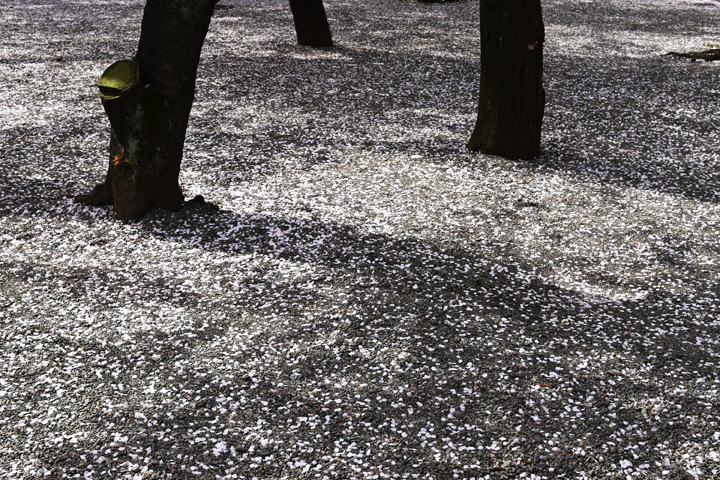 千鳥ヶ淵の桜情報