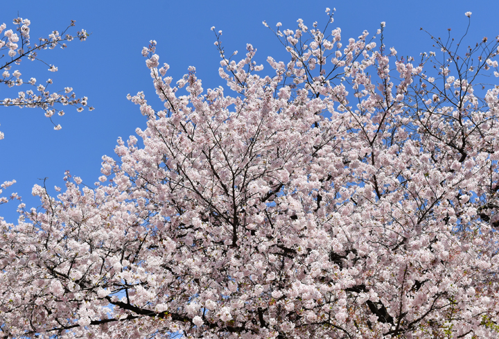 千鳥ヶ淵の桜情報