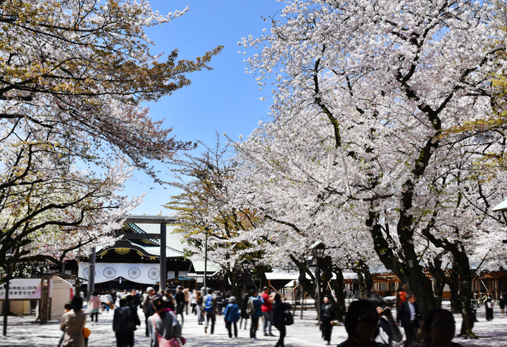 千鳥ヶ淵の桜情報