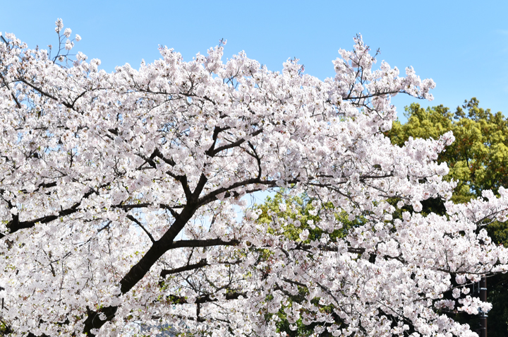 千鳥ヶ淵の桜情報