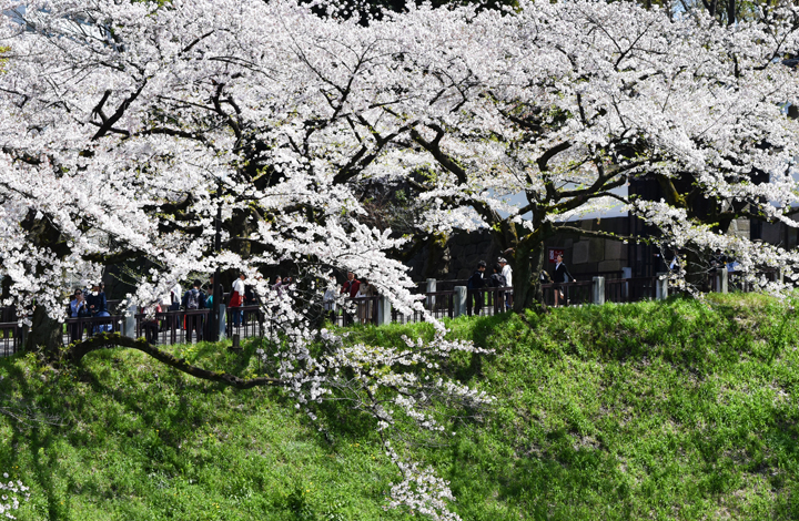 千鳥ヶ淵の桜情報