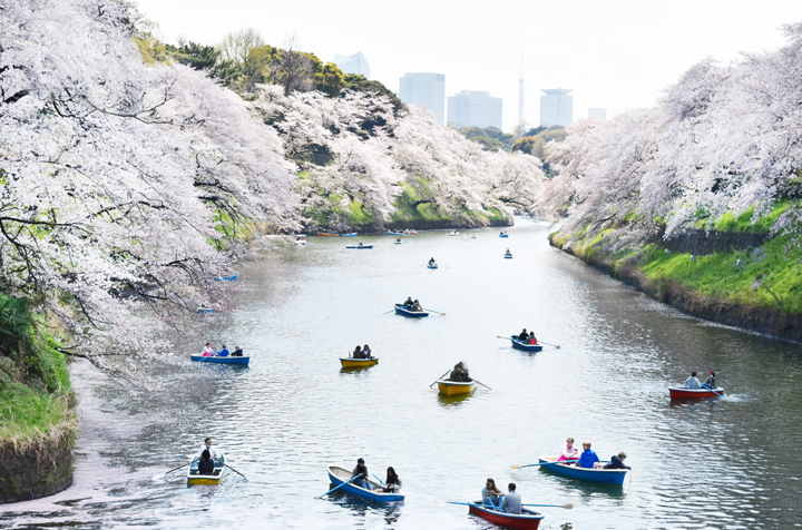 千鳥ヶ淵の桜情報