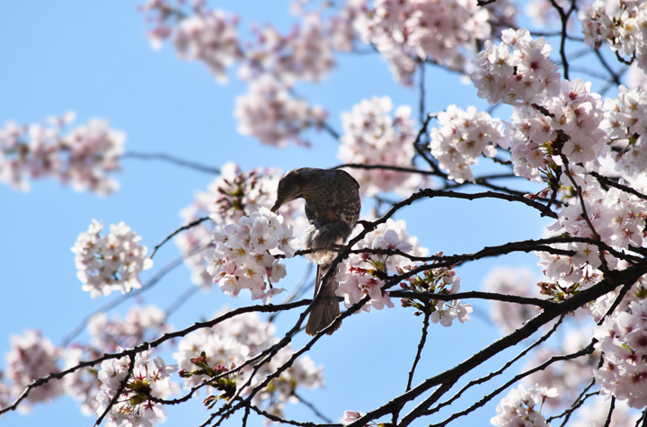 千鳥ヶ淵の桜情報