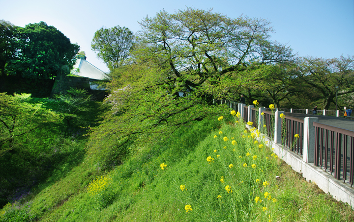 千鳥ヶ淵の桜情報