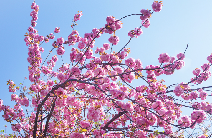 千鳥ヶ淵の桜情報