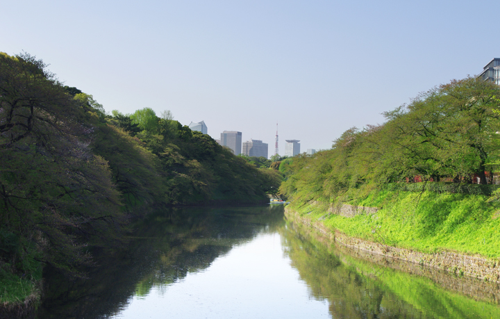 千鳥ヶ淵の桜情報