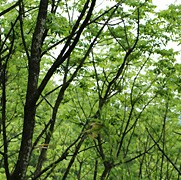 うるわしの漆 浄法寺のうるし