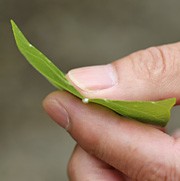 うるわしの漆 浄法寺のうるし
