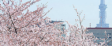 千鳥ヶ淵の桜情報