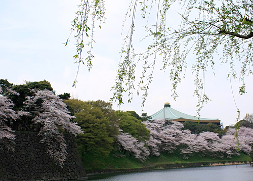 11年4月11日桜情報 暮らしのうつわ花田