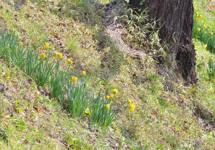 お堀の土手には黄色い水仙が咲いていました