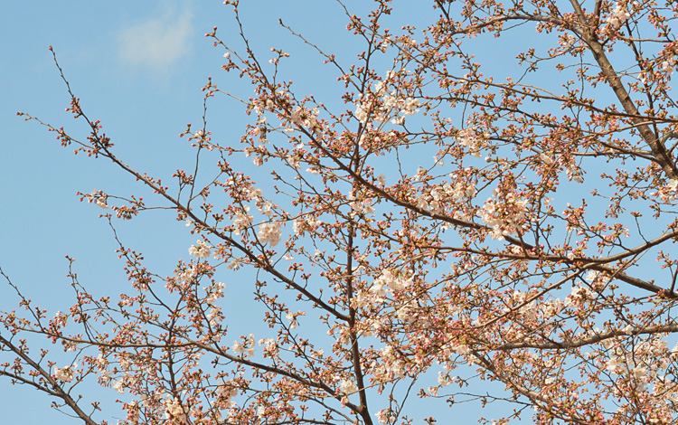 こちらは花田店舗に一番近いところにある桜の木