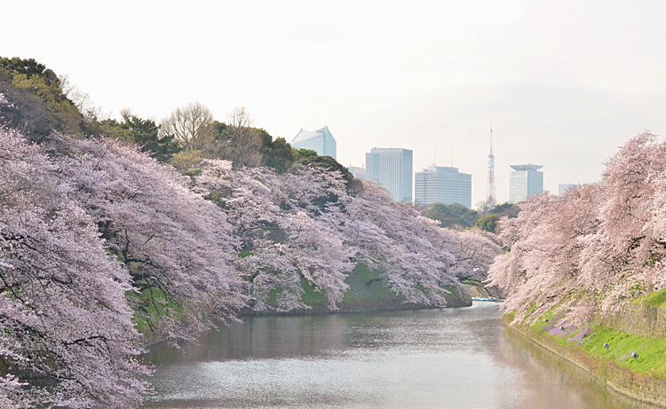昨日のあたたかな陽気で、満開宣言が出た東京の桜。