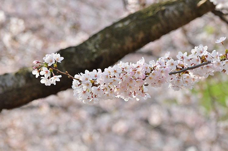 桜色に染まる一年に一度のこの時期。