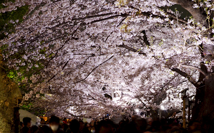 日没を過ぎた千鳥ヶ淵は、幻想的な夜桜が見ごろを迎えました。