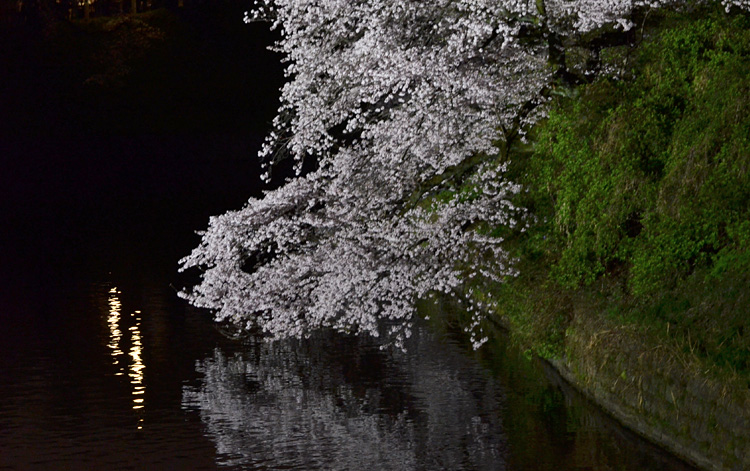 水面に枝垂れる桜の様子。