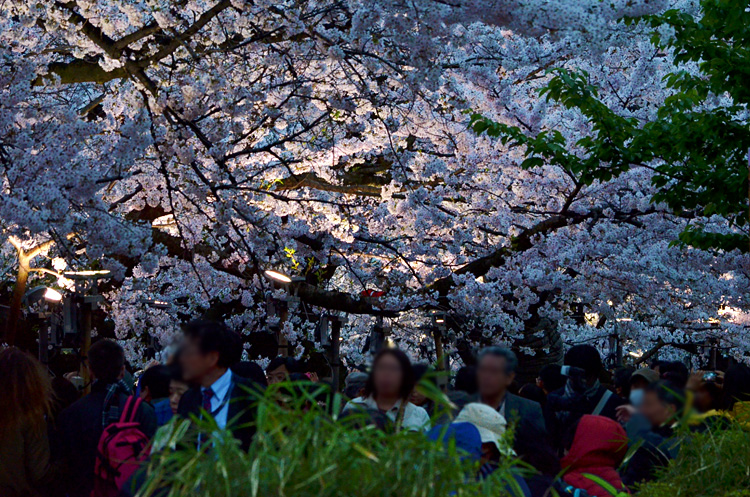 千鳥ヶ淵の夜桜はまだまだ楽しめます。
