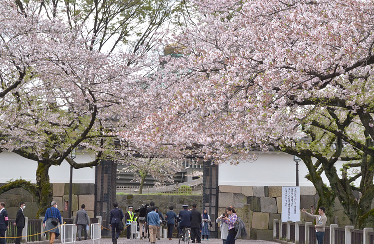 田安門前、アーチのような桜もそろそろ見納めです。