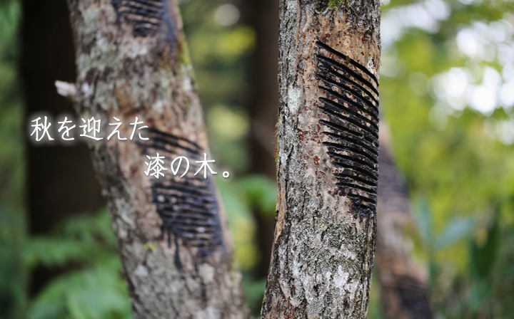 秋を迎えた漆の木 暮らしのうつわ花田