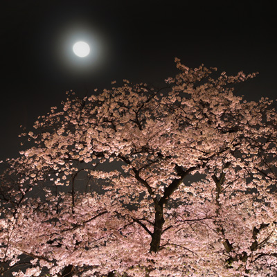 夜桜