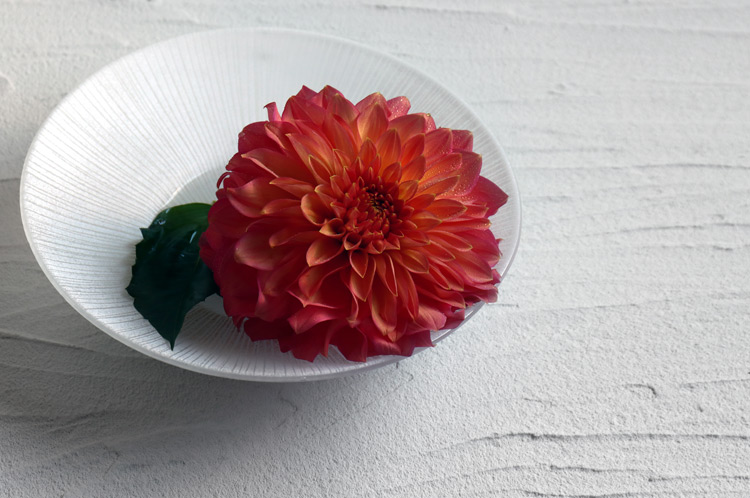 d.tam 中村孝子/桃子