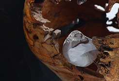 ガラス 硝子の食器｜暮らしのうつわ 花田 作家もの和食器専門店 通販